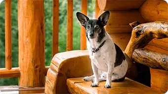 https://www.southerncomfortcabinrentals.com/wp-content/uploads/2023/02/img-pet-friendly.webp